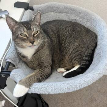 Luna -  Domestic Short Hair Cat for Adoption in Las Vegas, Nevada - Luna | PetCurious