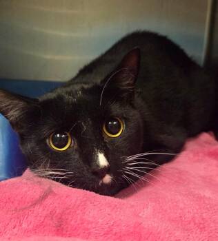 Blackbean -  Domestic Short Hair Cat for Adoption in Ocala, Florida - Blackbean | PetCurious