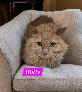 Holly -  Domestic Long Hair Cat for Adoption in Jim Thorpe, Pennsylvania - Holly | PetCurious