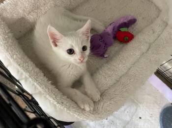 Vespero OR14546-T -  Domestic Short Hair Cat for Adoption in Missouri City, Texas - Vespero OR14546-T | PetCurious