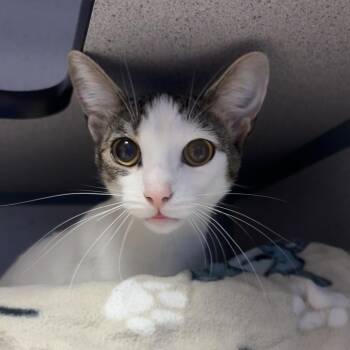Michi -  Domestic Short Hair Cat for Adoption in Goleta, California - Michi | PetCurious