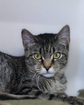 Domestic Short Hair Cats Available for Adoption - JOLENE (0406) | PetCurious