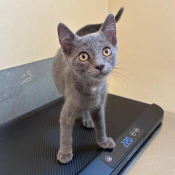 Athena -  Domestic Short Hair Cat for Adoption in Pasadena, California - Athena | PetCurious