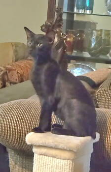 Rescue Manx and Bombay Cats for Adoption in Magnolia Springs, Alabama - Montana | PetCurious