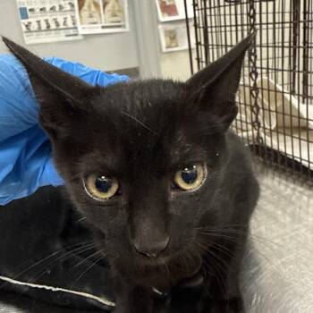 Jethro -  Domestic Short Hair Cat for Adoption in Las Cruces, New Mexico - Jethro | PetCurious