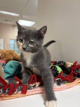 Starfish -  Domestic Short Hair Cat for Adoption in Black Eagle, Montana - Starfish | PetCurious