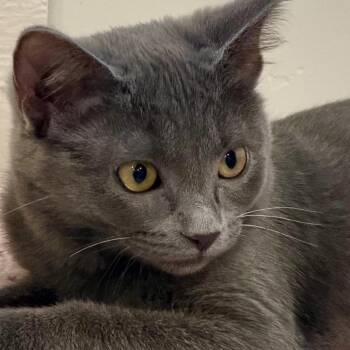 Zoe Silverman -  Domestic Short Hair Cat for Adoption in Eagle Mountain, Utah - Zoe Silverman | PetCurious