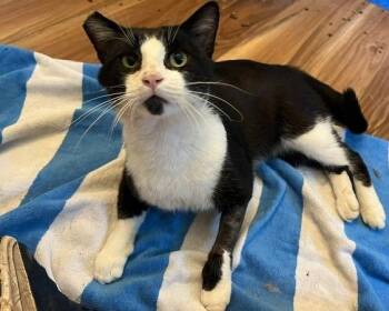 Mr. Cat -  Domestic Short Hair Cat for Adoption in Bloomington, Indiana - Mr. Cat | PetCurious