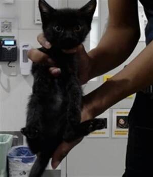 TECH -  Domestic Short Hair Cat for Adoption in San Francisco, California - TECH | PetCurious