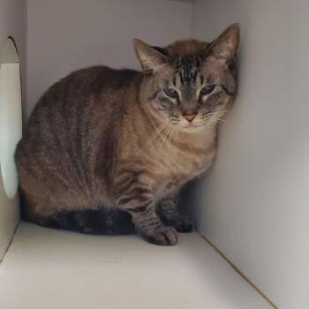 Sven -  Domestic Short Hair Cat for Adoption in Lake Jackson, Texas - Sven | PetCurious
