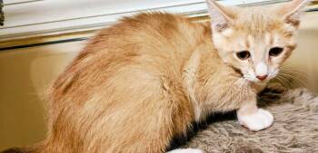 Zen -  Domestic Short Hair Cat for Adoption in Springfield, Pennsylvania - Zen | PetCurious