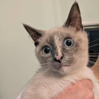 Rescue Domestic Short Hair Cats for Adoption in Leander, Texas - Ermengarde | PetCurious