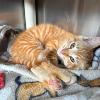 Gilbert -  Domestic Short Hair Cat for Adoption in Harrisville, West Virginia - Gilbert | PetCurious