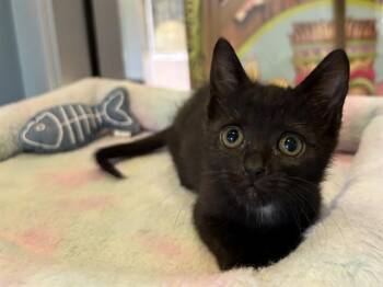 Domestic Short Hair Cats Available for Adoption in Santa Clara, California - MCLEOD | PetCurious