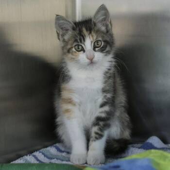 Greta -  Domestic Short Hair Cat for Adoption in Los Angeles, California - Greta | PetCurious