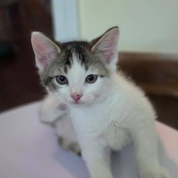 Hunter Smurf -  Domestic Short Hair Cat for Adoption in Muncie, Indiana - Hunter Smurf | PetCurious
