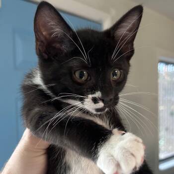 Dot -  Domestic Short Hair Cat for Adoption in Denver, Colorado - Dot | PetCurious
