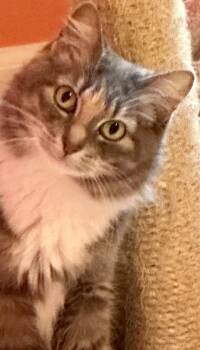 Rescue Domestic Long Hair and Domestic Short Hair Cats for Adoption in Harbor Springs, Michigan - Havoc | PetCurious