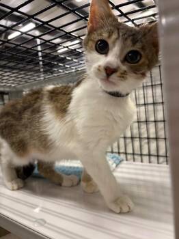 Domestic Short Hair Cats Available for Adoption in Raleigh, North Carolina - Tiltin