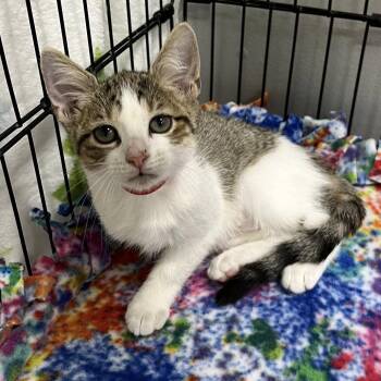 Brandy -  Domestic Short Hair Cat for Adoption in Buffalo, New York - Brandy | PetCurious