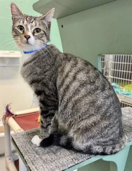 CHESTER -  Domestic Short Hair Cat for Adoption in Sarasota, Florida - CHESTER | PetCurious