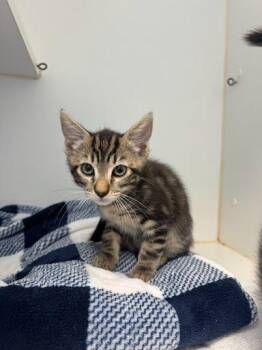 Lenny (bonded w/ Shelly) -  Domestic Short Hair Cat for Adoption in Oakland, California - Lenny (bonded W/ Shelly) | PetCurious