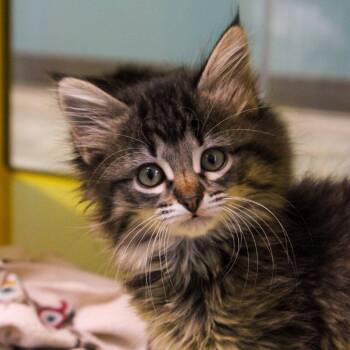Domestic Short Hair Cats Available for Adoption in Abilene, Texas - Goldie | PetCurious