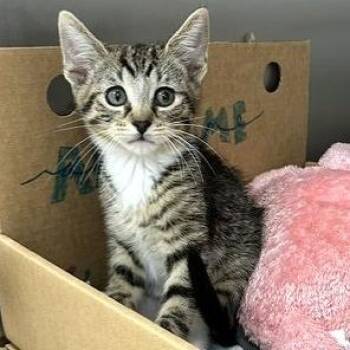 Dijon -  Domestic Short Hair Cat for Adoption - Dijon | PetCurious