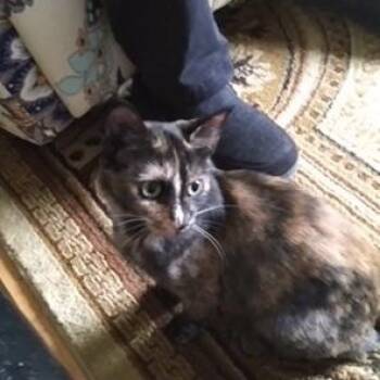 Gretel -  Domestic Short Hair Cat for Adoption in Pickering, Ontario - Gretel | PetCurious