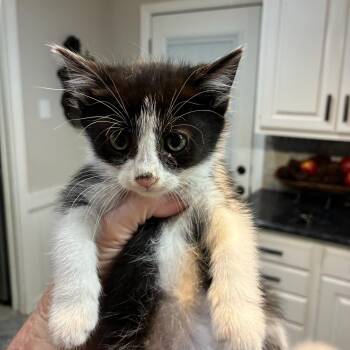 Corvid -  Domestic Medium Hair Cat for Adoption in Gainesville, Virginia - Corvid | PetCurious