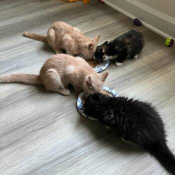 Kendall -  Domestic Short Hair Cat for Adoption in Mebane, North Carolina - Kendall | PetCurious