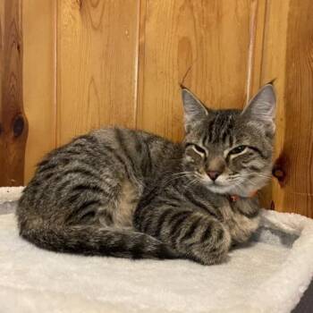Jolly Rancher Candy -  Tabby and Domestic Short Hair Cat for Adoption in Friendswood, Texas - Jolly Rancher Candy | PetCurious