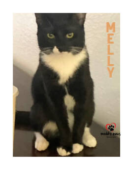 Rescue American Shorthair Cats for Adoption in Council Bluffs, Iowa - Melly | PetCurious