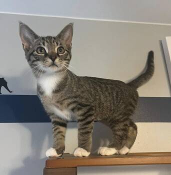 Rescue Domestic Short Hair Cats for Adoption in South Lyon, Michigan - Shay | PetCurious