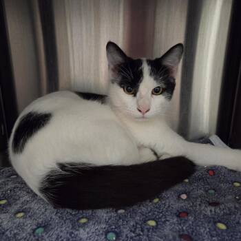 Kiko -  Domestic Short Hair Cat for Adoption in Las Vegas, Nevada - Kiko | PetCurious