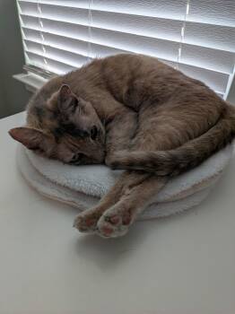 Amalia -  Dilute Calico Cat for Adoption in Charlotte, North Carolina - Amalia | PetCurious