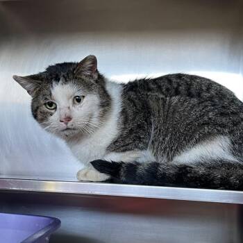 Domestic Short Hair Cats Available for Adoption in Bristol, Indiana - Mellencamp | PetCurious