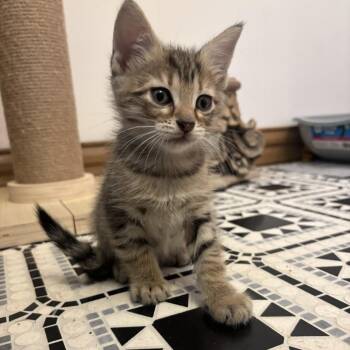 Domestic Short Hair Cats Available for Adoption in Philadelphia, Pennsylvania - Snackpack | PetCurious