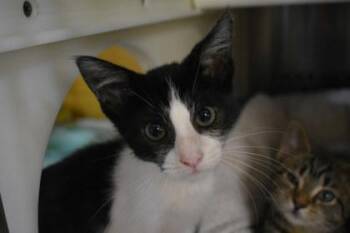 Mildred -  Domestic Short Hair Cat for Adoption in Kansas City, Missouri - Mildred | PetCurious