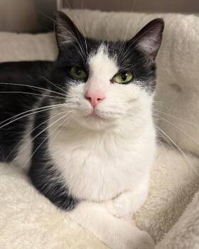 Domestic Short Hair Cats Available for Adoption - Laney | PetCurious