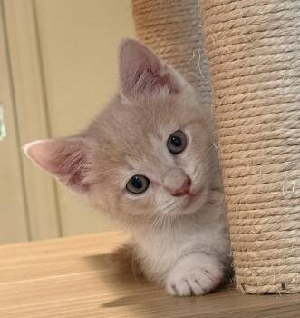 Hollandaise -  Domestic Short Hair Cat for Adoption in Dallas, Texas - Hollandaise | PetCurious