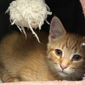 Asbury -  Domestic Short Hair Cat for Adoption in East Hanover, New Jersey - Asbury | PetCurious