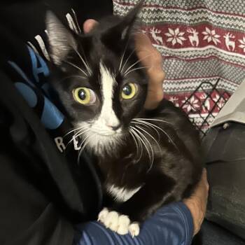 Iowa -  Domestic Short Hair Cat for Adoption in Hemet, California - Iowa | PetCurious