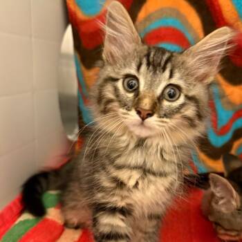 Plush -  Domestic Medium Hair Cat for Adoption in Council Bluffs, Iowa - Plush | PetCurious