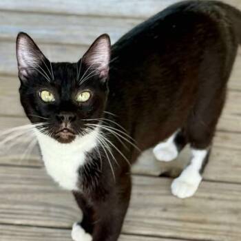 Rescue Domestic Short Hair Cats for Adoption in Freeport, Florida - Huron | PetCurious