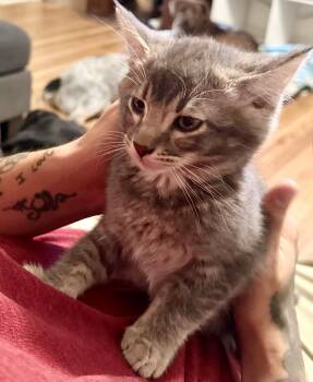 Dusty -  Domestic Short Hair Cat for Adoption in Pocatello, Idaho - Dusty | PetCurious