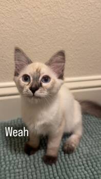Weah -  Domestic Short Hair and Siamese Cat for Adoption in Mission Viejo, California - Weah | PetCurious