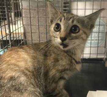 A429715 -  Domestic Short Hair Cat for Adoption in Conroe, Texas - A429715 | PetCurious