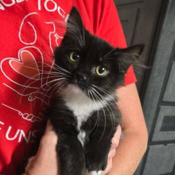 Patchouli -  Domestic Long Hair Cat for Adoption in Vine Grove, Kentucky - Patchouli | PetCurious