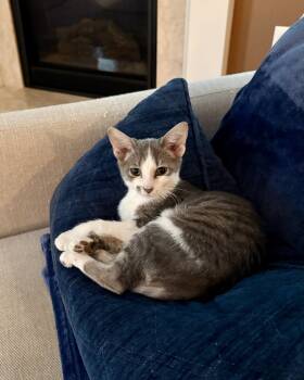 Rescue Domestic Short Hair and Tabby Cats for Adoption in Randolph, Massachusetts - Lavish Laken | PetCurious